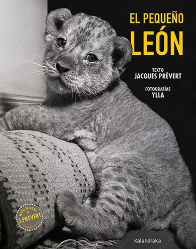 PEQUEÑO LEÓN, EL