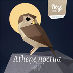 Athenea noctua