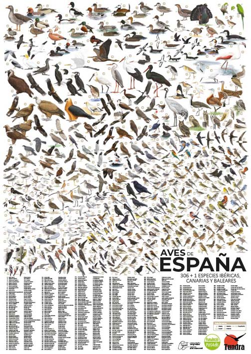 POSTER AVES DE ESPAÑA