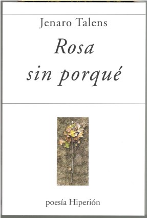 ROSA SIN PORQUÉ